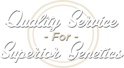 Collison Embryo: Quality Service for Superior Genetics